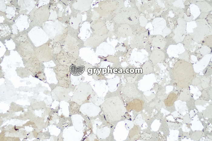 Grès LPNA x10 - gryphea.com